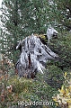 wbgarden alps 78
